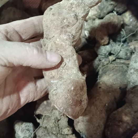 开平市土茯苓 本地中土