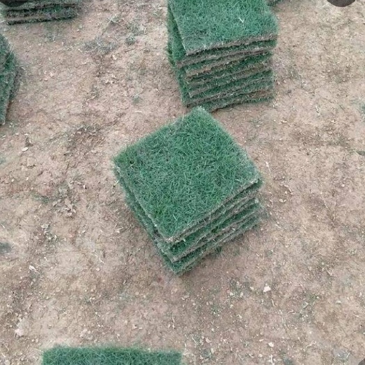 广州草