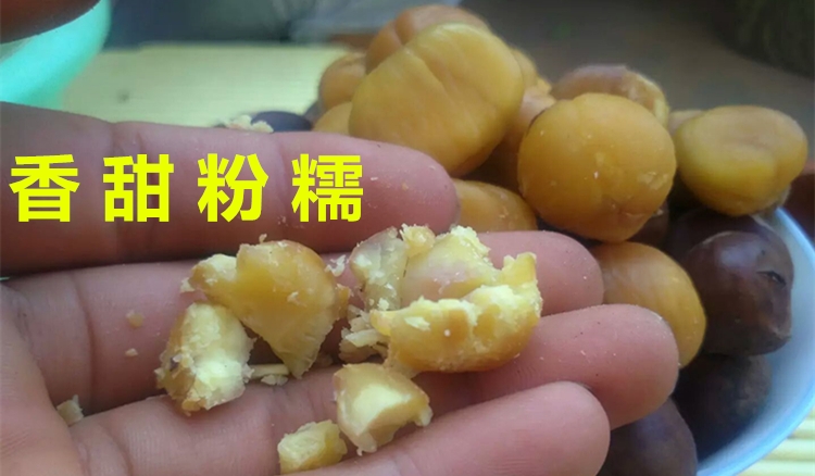  板栗生新鲜2021现摘沂蒙山老树农家毛栗子小甜油板栗