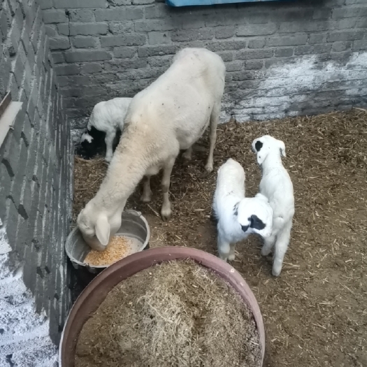 杂交羊 肉羊 育肥羊羔 杜波串育肥羊