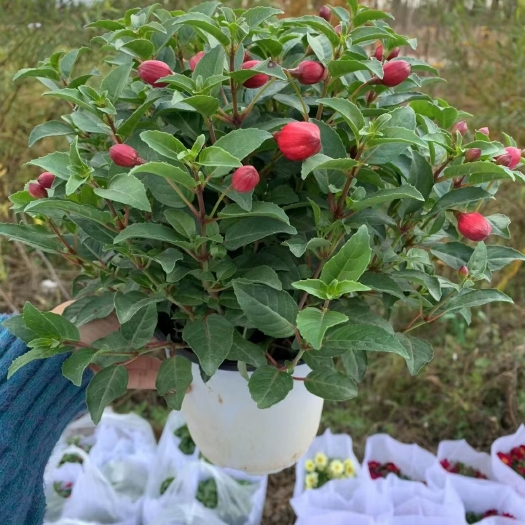 安宁市 倒挂金钟灯笼花