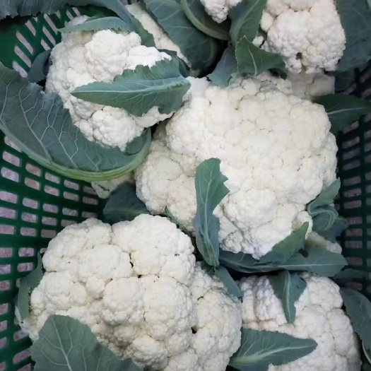 衡阳白花菜花 有机花菜