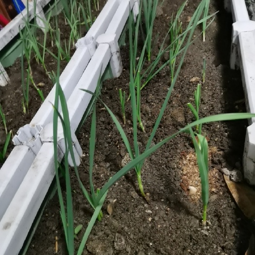 雷州市紫皮蒜 不喷农药，不用化肥，老品种小香蒜，非转基因，非杂交；