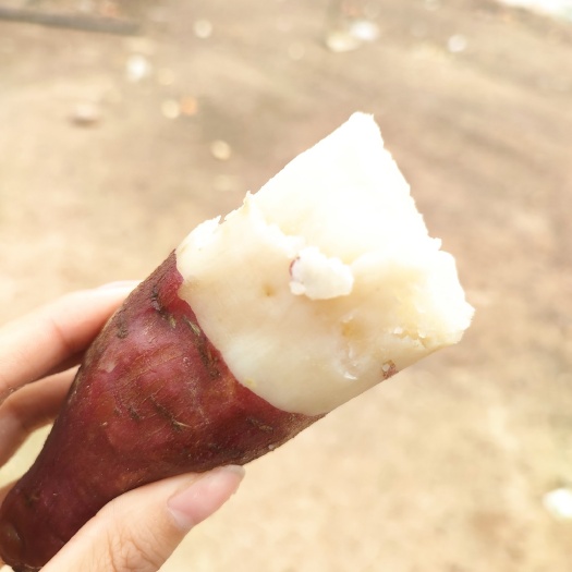 山东【牛奶冰糖蜜薯】新鲜白心糖心 薯超甜农家自种沙地地瓜