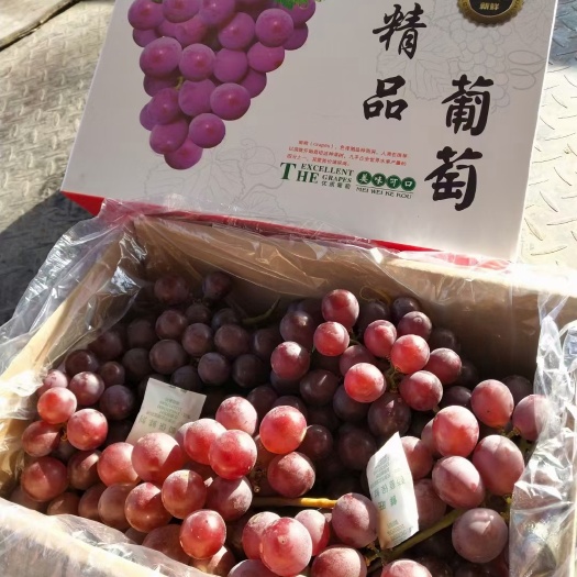 晋州市巨峰葡萄 巨峰电商礼品盒巨峰，大串大颗粒海量货源，