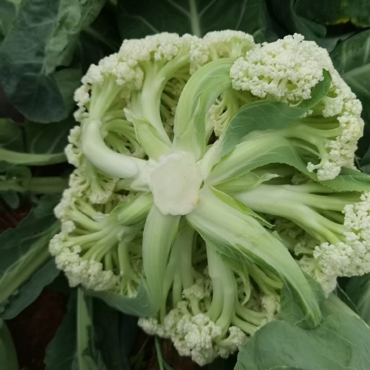 昆明白花菜花 有机花行情看涨，欢迎联系直销代卖