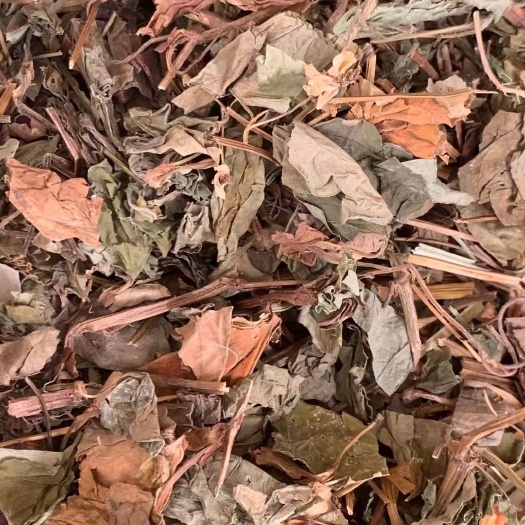 长期供应｛鱼腥草｝可批量可零售量大从优【包邮】