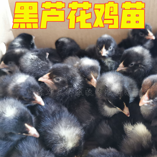 广州中速黑芦花鸡苗 芦花鸡苗批发送2%路损全国发货温氏芦花鸡苗