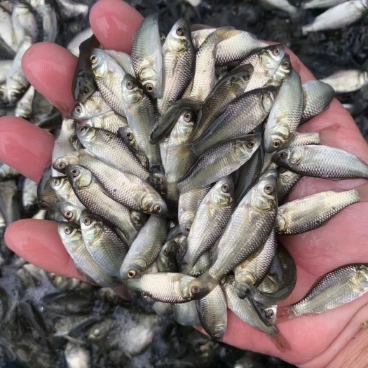南宁鲤鱼苗 鲤鱼
