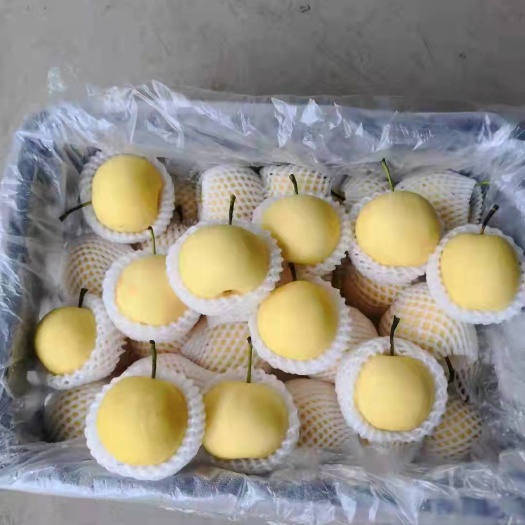 赵县精品皇冠梨