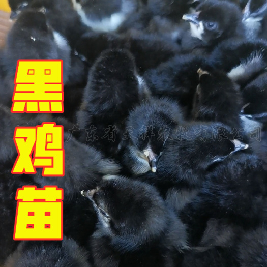 广州黑鸡苗 黑鸡1.8公苗 黑玉黑二鸡苗 黑土鸡苗 天露黑鸡