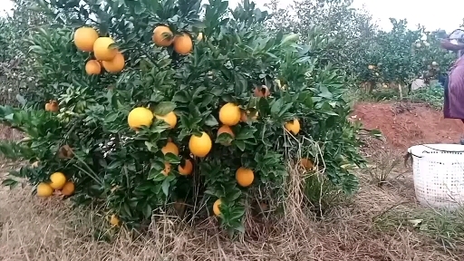 会昌县 赣南脐橙