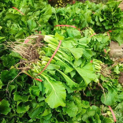 上海青 小白菜。
