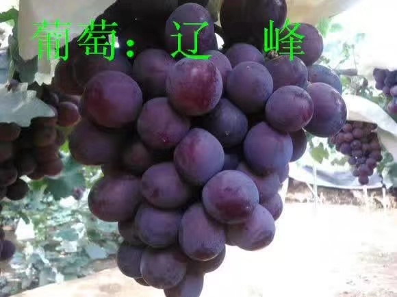 营口（保真种苗）辽峰葡萄苗