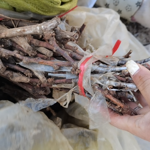 兴城市阳光玫瑰葡萄苗 阳光玫瑰嫁接二牙苗