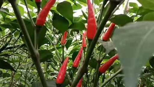 红河县朝天椒 椒中玉，新苗，精品货