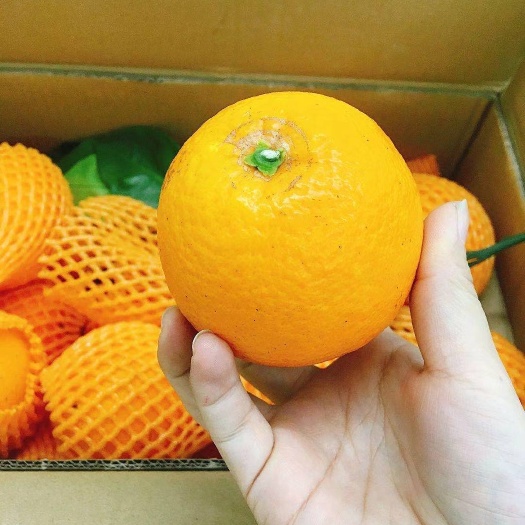 渑池县纽荷尔脐橙 赣南脐橙