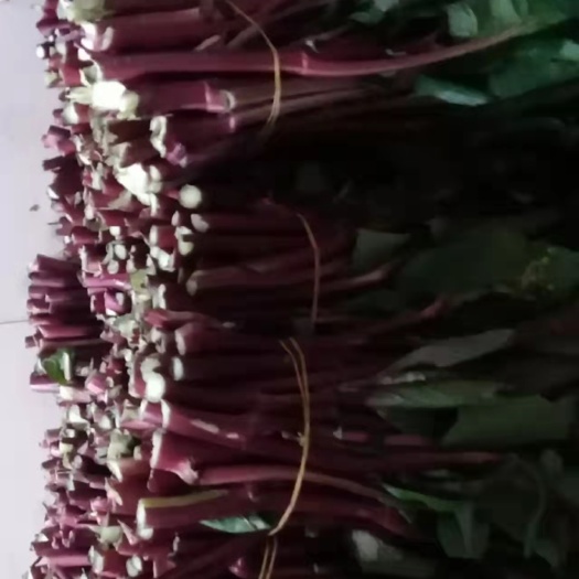  油菜苔