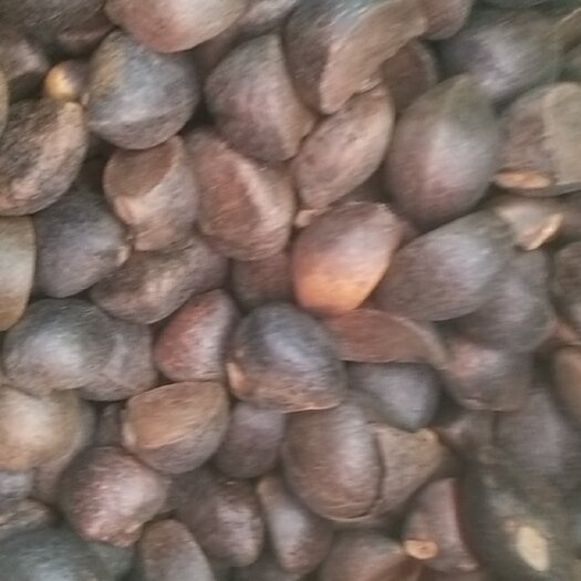 岳西县茶叶籽 野生油茶籽，干籽。出油率25%