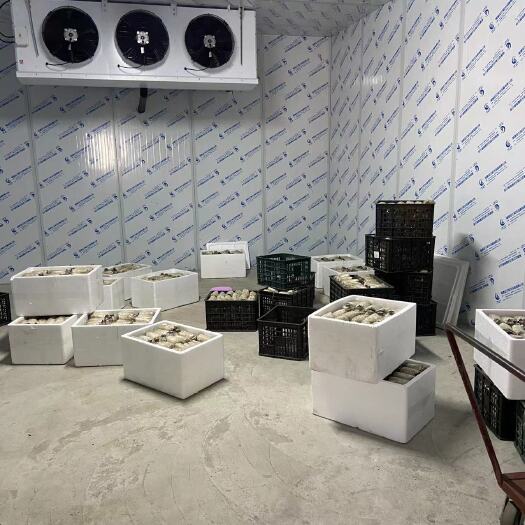 古田县大球盖菇菌种