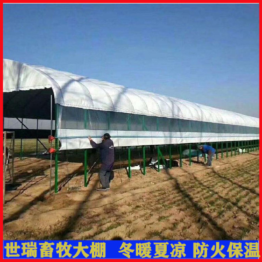 养殖大棚 养牛场牛舍规划施工肉牛养殖棚安装牛舍大棚建设