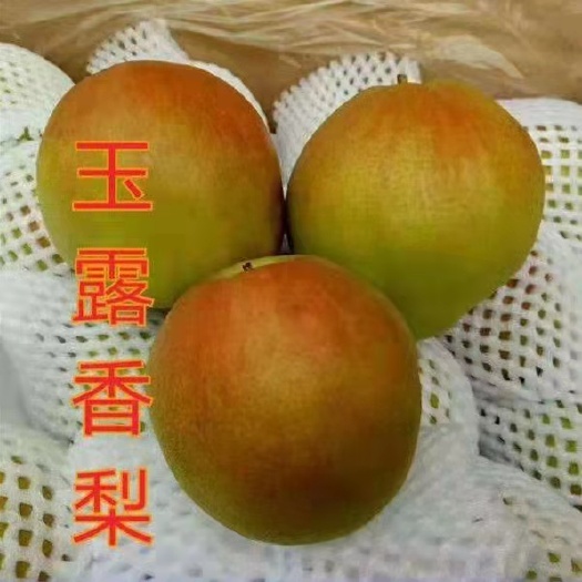 赵县 精品雨露香梨