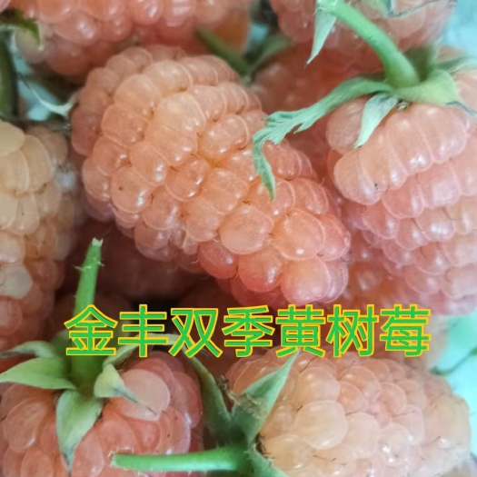 白山树莓苗，该品种适合南北方种植和发展，产量高。
