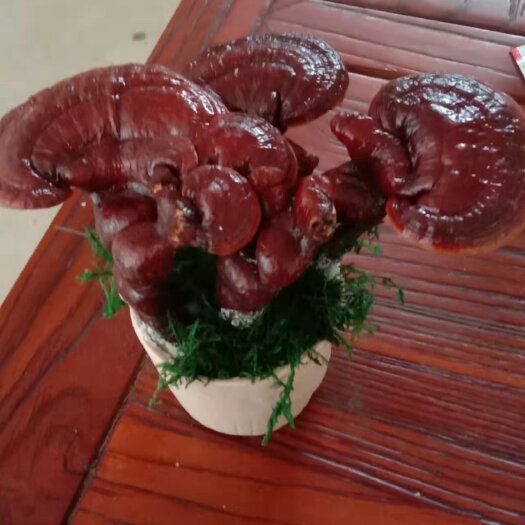 冠县碧玉盆栽 灵芝单棵小盆景客厅摆件卧室摆件办公桌