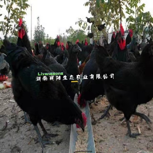 衡阳黑羽多产绿壳蛋鸡苗红冠白肉另有黄麻羽多蛋绿壳鸡苗黄土鸡苗