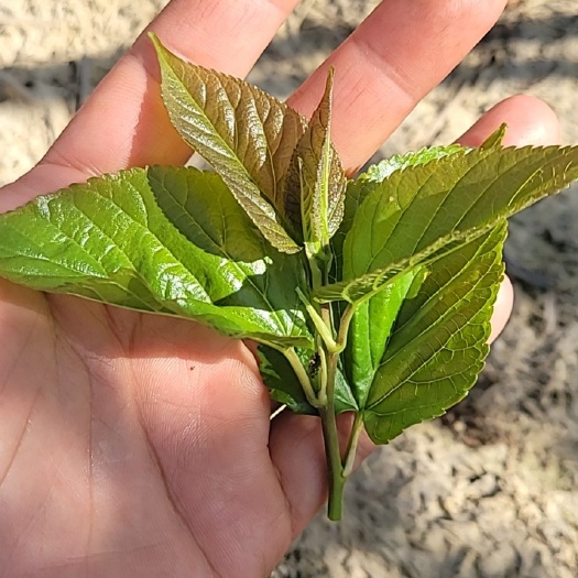 佛山大量供应新鲜桑叶、桑芽叶、桑叶菜，桑芽叶菜