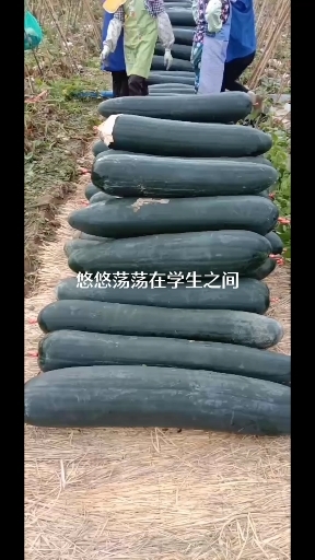 龙州县 黑皮冬瓜