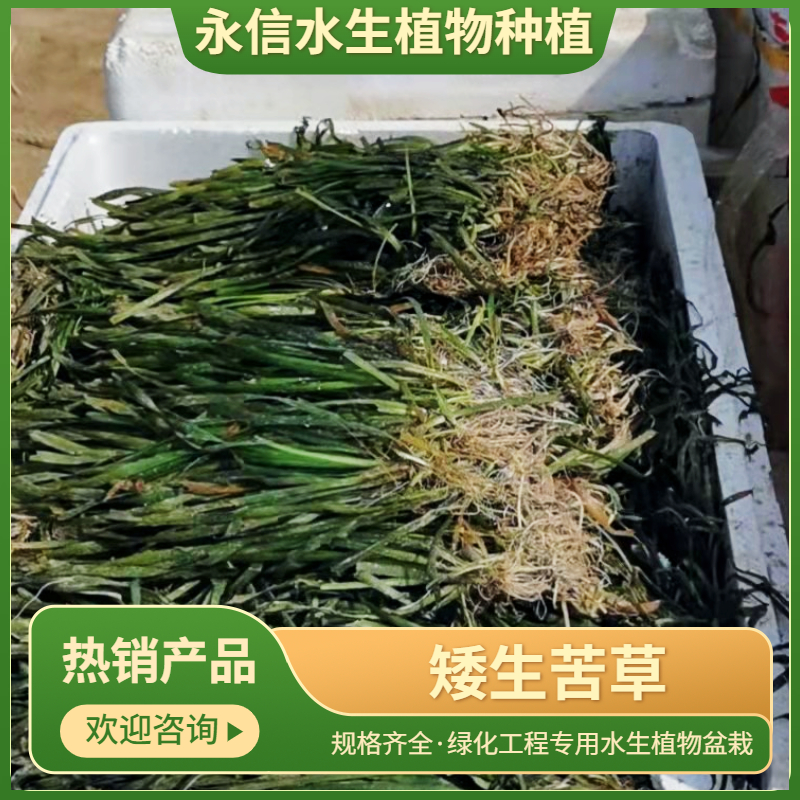 安新县苦草