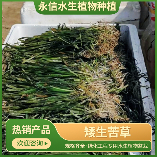 安新县苦草