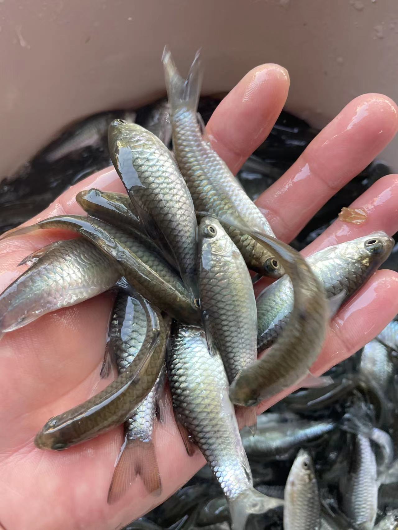 光倒刺鲃魚苗 青竹魚苗，黃臉青竹優(yōu)質(zhì)良種苗，一手貨源場地直銷