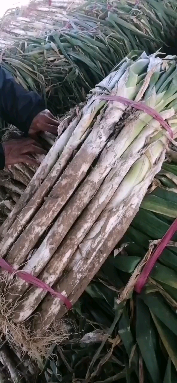 长白大葱   大葱