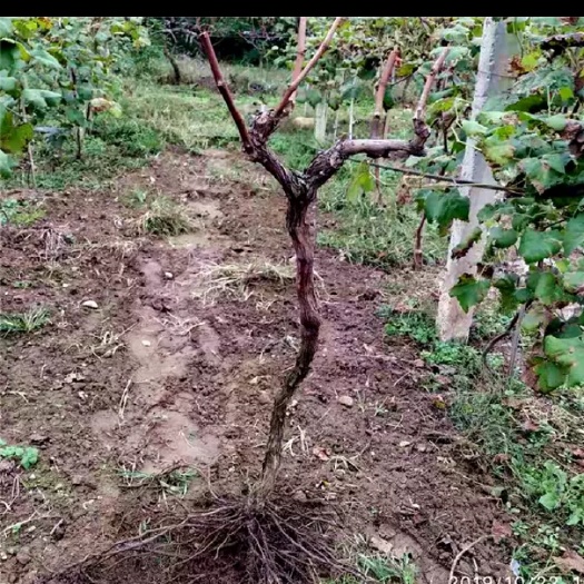 西安户太八号葡萄苗 户太八号葡萄树占地树工程绿化庭院爬藤当年结果葡萄树