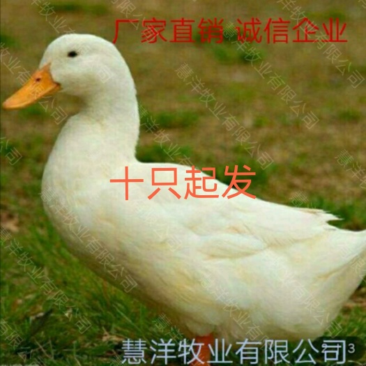 南宁桂柳鸭苗  白鸭苗 质量保证 包打出壳疫苗