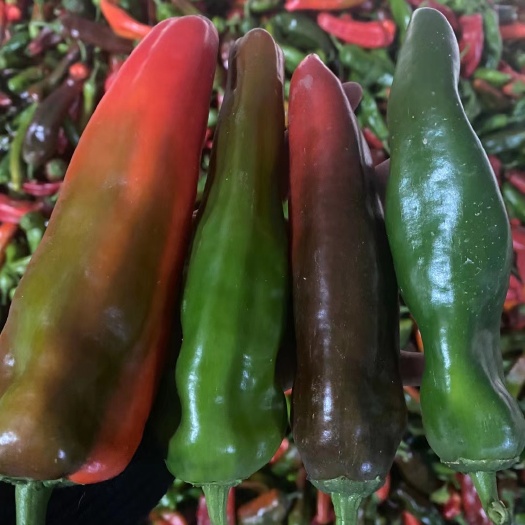 芜湖青红椒大量上市中，适合市场，商超，欢迎老板洽谈合作