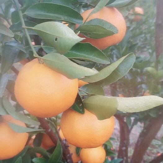 达州椪柑 巴适，巴适巴适