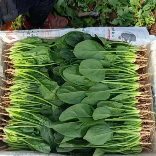 汝州市大叶菠菜 15~20cm 