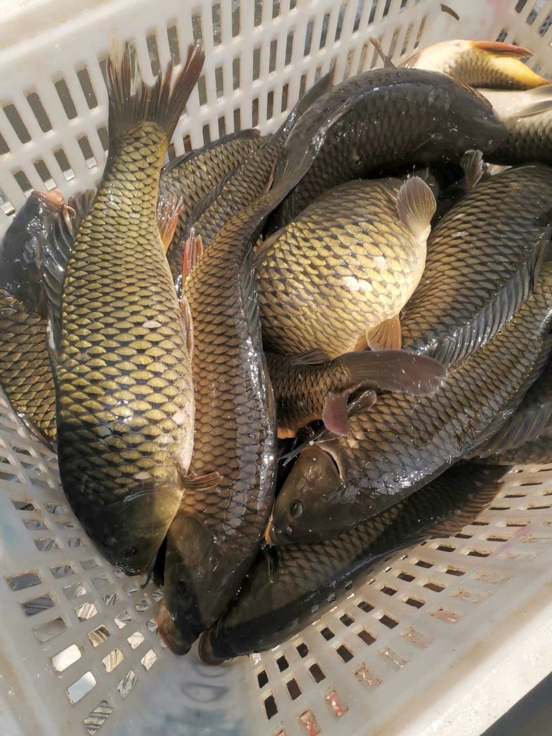 宜良县 各种大小规格鲤鱼