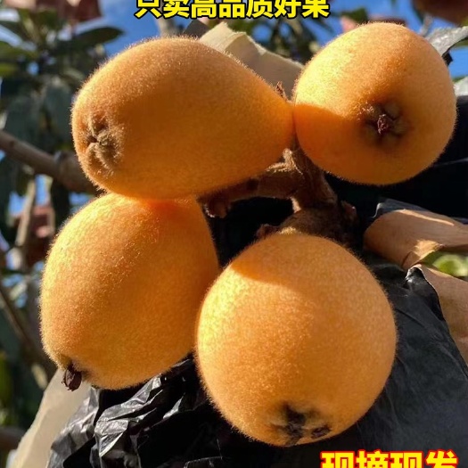 米易县特级四川攀枝花米易枇杷新鲜水果当季早钟琵琶顺丰包邮