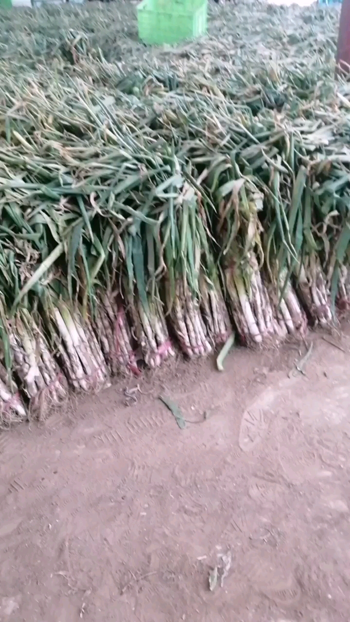 长白大葱   大葱