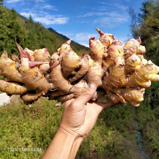 漳平市 精品小黄姜，大量现挖出售，我村产量共计百万斤，姜型饱满，肥大