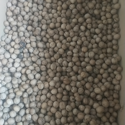 合阳县 香玲核桃好吃 不涩口