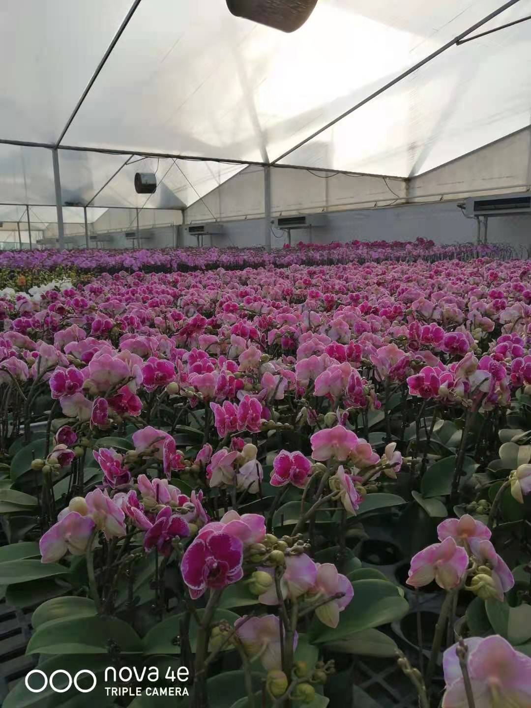 蝴蝶兰，产地直销，价位实惠，