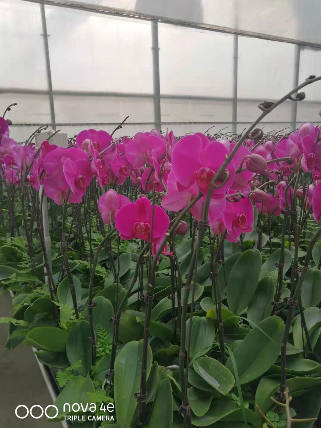 蝴蝶兰，产地直销，价位实惠，