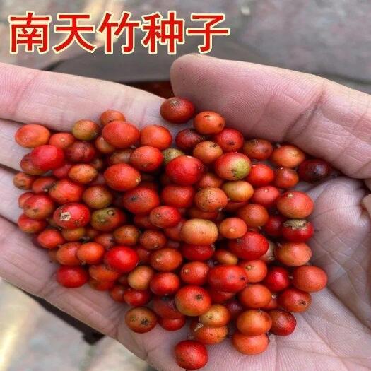 宿迁南天竹南天竹种子火焰南天竹种子兰天竹种子红天竹种子产地直销