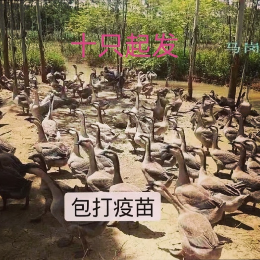 南宁马岗鹅苗 包打出壳疫苗 质量保证