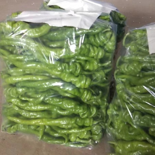 海城市 热销精品  螺丝椒  现摘现发 产地直销   大量批发